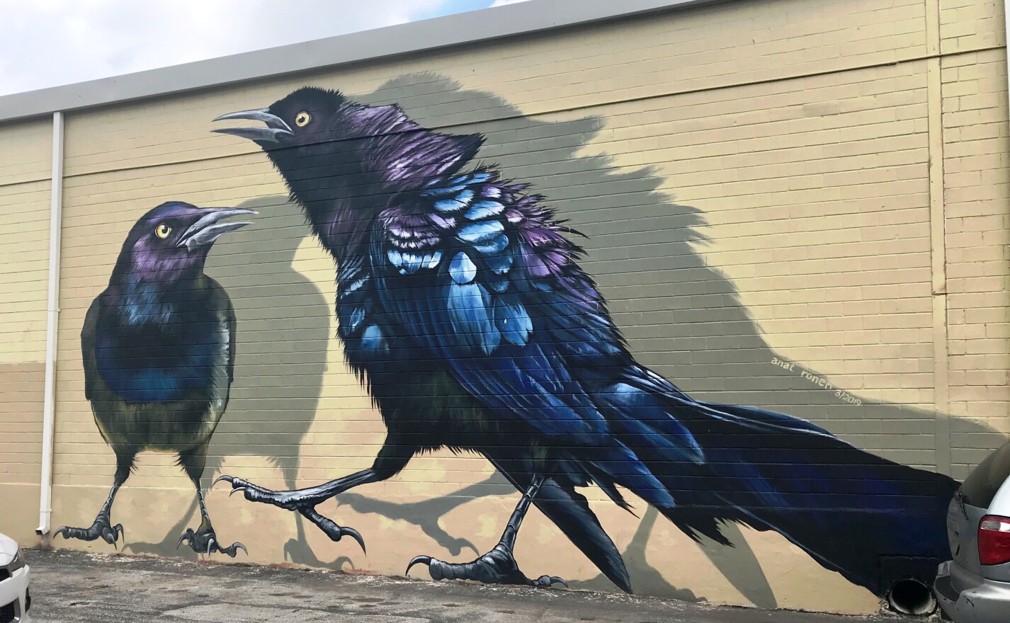 Grackles by Anat Ronen